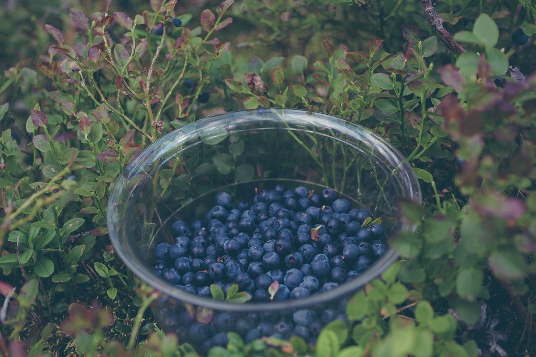 stocksnap-blueberries-2619049_1280